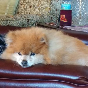 Meet your Posher, Denise